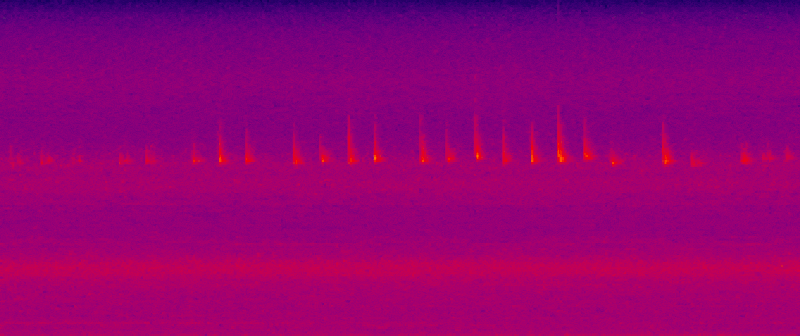 Bat activity - spectrogram timelapse